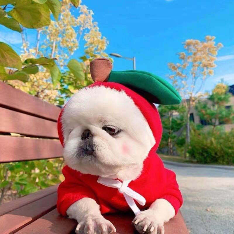 Glatino Cute Fruit Dog Clothes Hoodie – Winter Warm Fleece Outfit for Small Dogs, Cats & Puppies